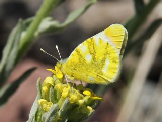 Zegris (Zegris eupheme)