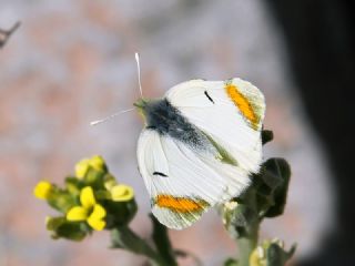 Zegris (Zegris eupheme)