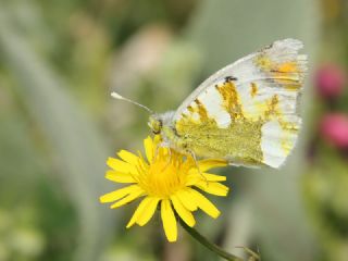 Zegris (Zegris eupheme)