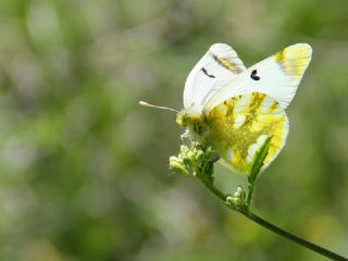 Zegris (Zegris eupheme)
