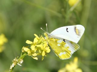 Zegris (Zegris eupheme)