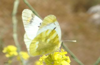 Zegris (Zegris eupheme)