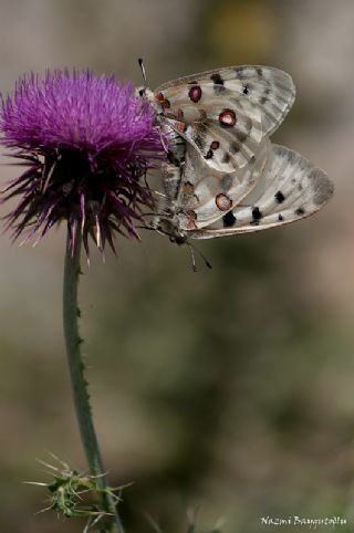 Apollo (Parnassius apollo)