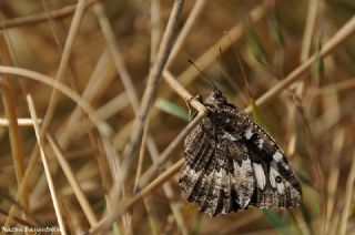 Kara Murat (Brintesia  circe)