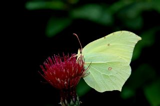 Orakkanat (Gonepteryx rhamni)