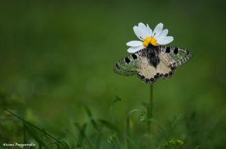 Yalanc Apollo (Archon apollinus)