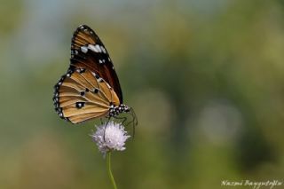 Sultan (Danaus chrysippus)