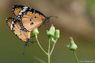 Sultan (Danaus chrysippus)