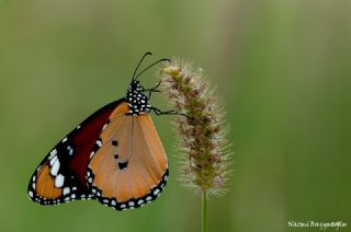 Sultan (Danaus chrysippus)