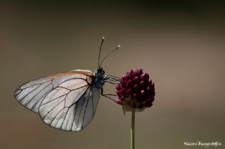 Al Beyaz (Aporia crataegi)