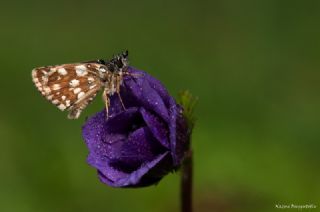 Kzl Zpzp (Spialia orbifer)