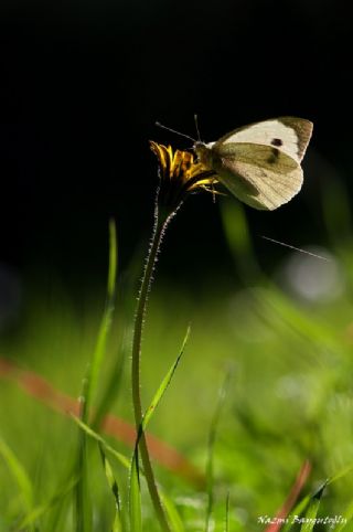 Byk Beyazmelek  (Pieris brassicae)