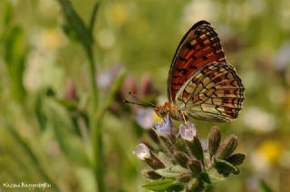 Niyobe (Fabriciana niobe)