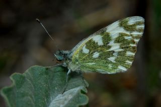 Yeni Beneklimelek (Pontia edusa)