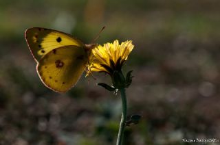 Gzel Azamet (Colias alfacariensis)