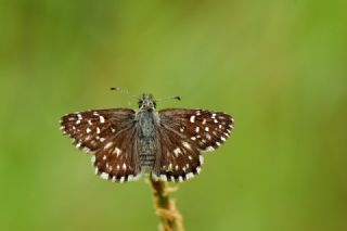 Ebegmeci Zpzp (Pyrgus malvae)