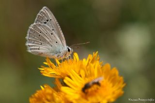 okgzl Dafnis (Polyommatus daphnis)