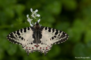 Orman Fistosu (Allancastria  cerisyi)