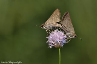 Cce Zpzp (Gegenes pumilio)