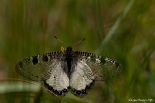 Yalanc Apollo (Archon apollinus)