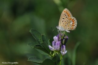 okgzl Mavi (Polyommatus icarus)