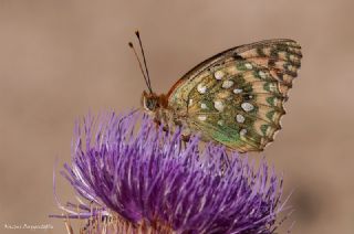 Gzel nci (Argynnis aglaja)