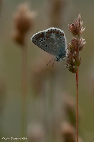 Anadolu okgzls (Polyommatus hyacinthus)