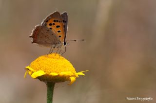 Benekli Bakr Gzeli (Lycaena phlaeas)