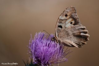 Cad (Chazara briseis)