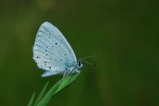 Fransz Everesi (Cupido alcetas)
