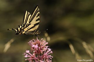 Kaplan Krlangkuyruk (Papilio alexanor)