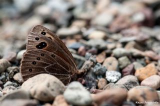 Uygur Gzelesmeri (Proterebia afra)
