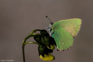 Byk Zmrt (Callophrys herculeana)