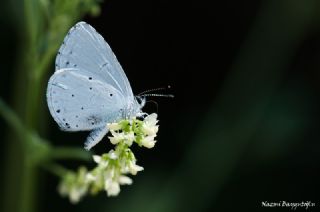 Kutsal Mavi (Celastrina argiolus)