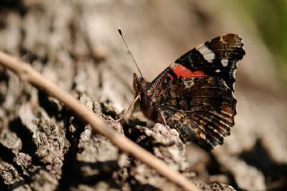 Atalanta (Vanessa atalanta)