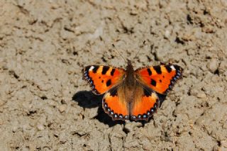 Aglais (Inachis urticae)