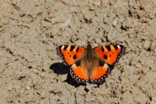 Aglais (Nymphalis urticae)