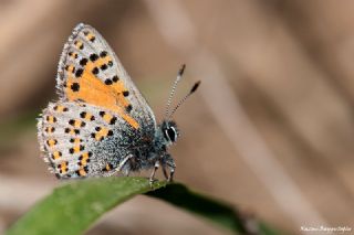 Akbes Gelincii (Tomares nesimachus)