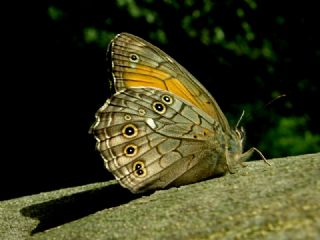 Krlangkuyruk (Papilio machaon)