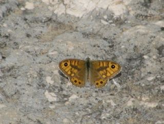 Kk Esmerboncuk (Lasiommata megera)