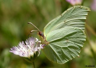Orakkanat (Gonepteryx rhamni)