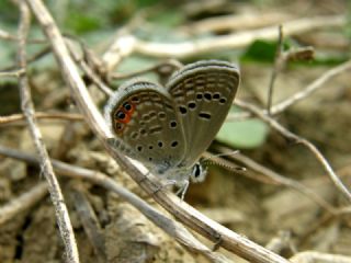 Mcevher Kelebei (Chilades trochylus)