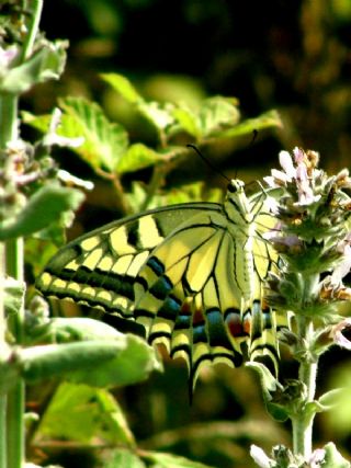 Krlangkuyruk (Papilio machaon)