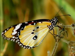 Sultan (Danaus chrysippus)