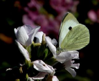 Byk Beyazmelek  (Pieris brassicae)