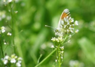 Turuncu Ssl (Anthocharis cardamines)