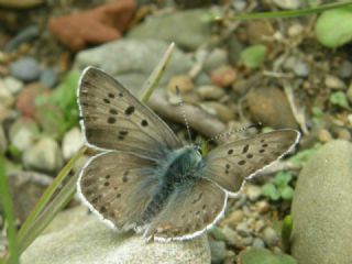 sli Bakr Gzeli (Lycaena tityrus)