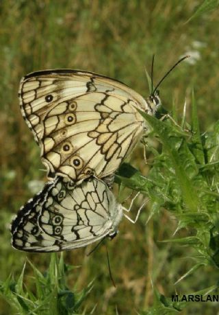 Akdeniz Melikesi (Melanargia titea)
