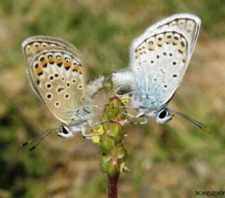 Gm Lekeli Esmergz (Plebejus argus)