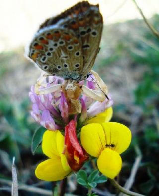 okgzl Mavi (Polyommatus icarus)